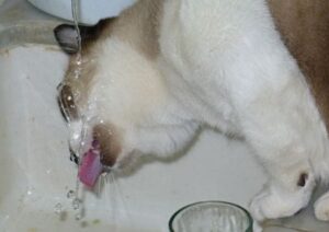 Cat drinking in the sink