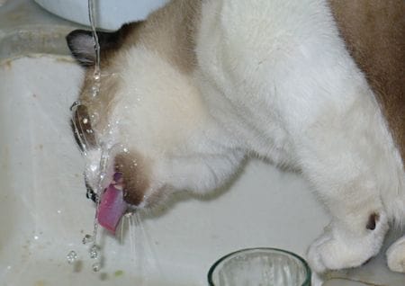 Katze in der Spüle Katze trinkt in der Spüle