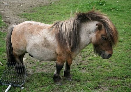 Zwergpony Zwergpony auf der Weide