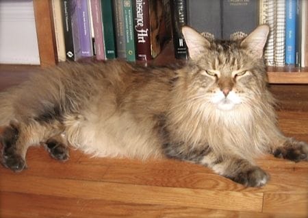 Seniorenkatze ältere Langhaarkatze