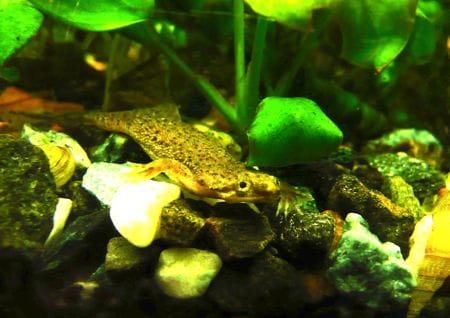 Aquariumfrosch Frosch im Aquarium