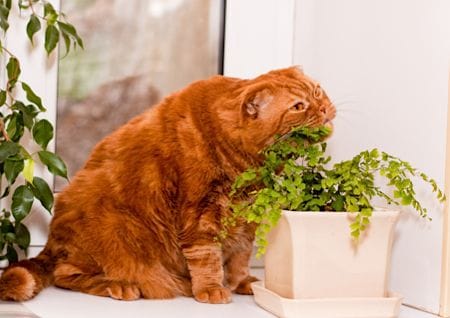 Gefahren für Haustiere im Haushalt Katze knabbert an Pflanze