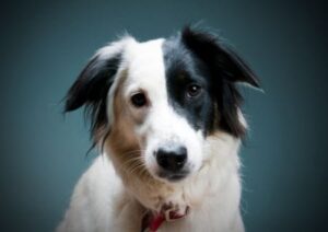schwarzweisser Hund