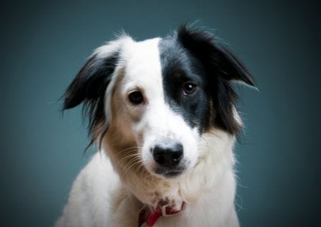 Hund vermisst schwarzweisser Hund