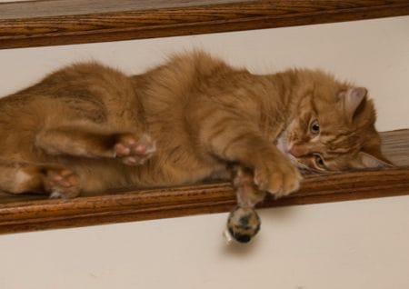 Katze spielt mit Ball