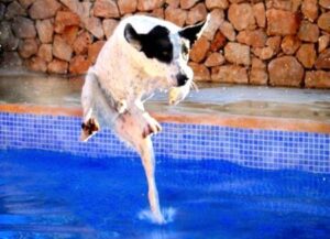 Dog walks on water