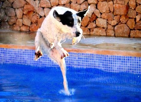 Hund geht auf dem Wasser