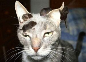 Cat with mice on its head