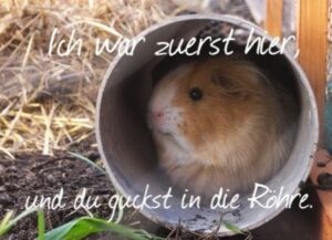 Lesen Sie mehr über den Artikel Aufschneider Meerschweinchen