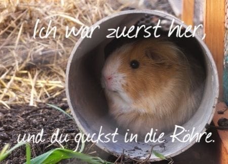 Lesen Sie mehr über den Artikel Aufschneider Meerschweinchen