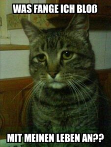 Read more about the article Gedanken einer Katze