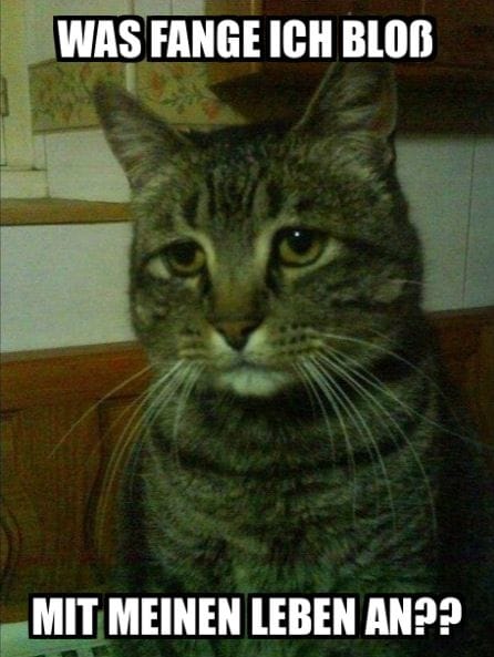 Lesen Sie mehr über den Artikel Gedanken einer Katze