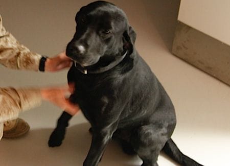 Hund streicheln