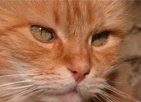 Orange cat Orange cat
