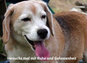 Lesen Sie mehr über den Artikel Nur die Ruhe…