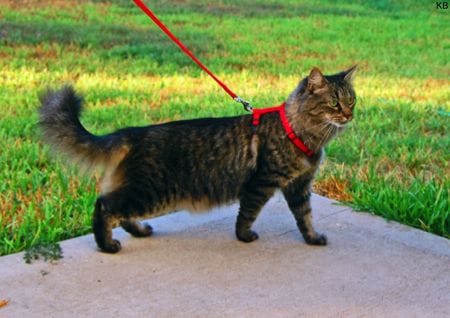 Katze an der Leine