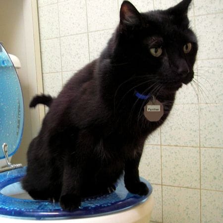 Katze auf der Toilette