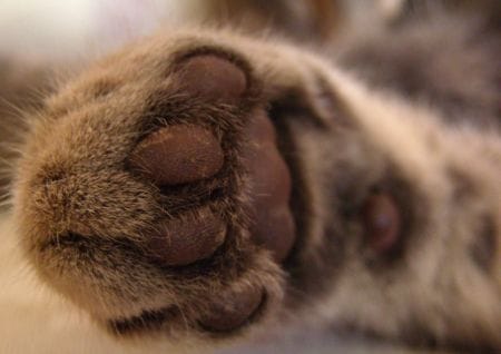 Katzenpfote