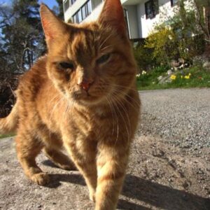 Katze kommt auf Kommando