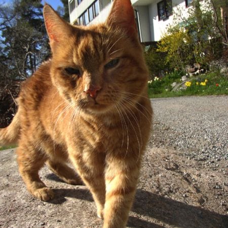 Katze kommt auf Kommando