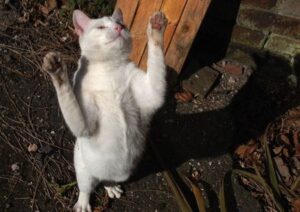Katze macht Männchen