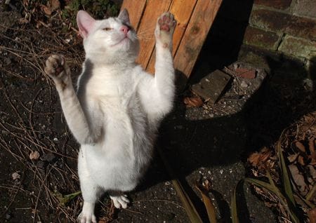 Katze macht Männchen