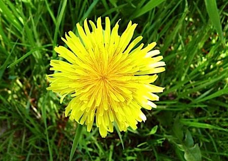 Löwenzahnblume Löwnzahnblume