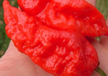 Bhut Jolokia Pfefferschoten