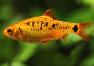 Fish in the aquarium