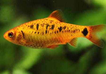 Fisch im Aquarium Fisch im Aquarium