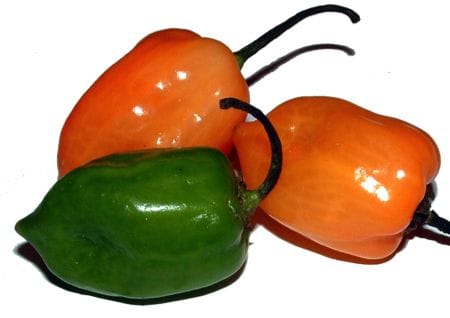 Habanero Chili Habanero Chili