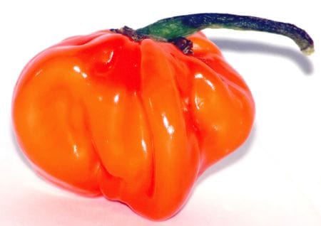 Habanero Pfefferschote