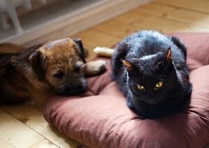 Katze und Hund