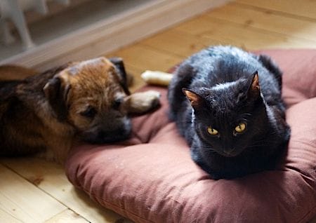 Katze und Hund