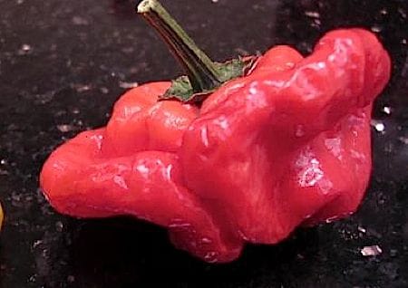 Scotch Bonnet Pfefferschote Scotch Bonnet Pfefferschote