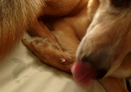 Hund leckt seine Pfote Hund leckt seine Pfote