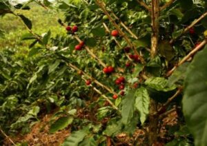 Coffee plant