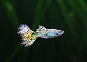Guppy im Fischbecken