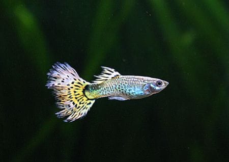Guppy im Fischbecken Guppy im Fischbecken