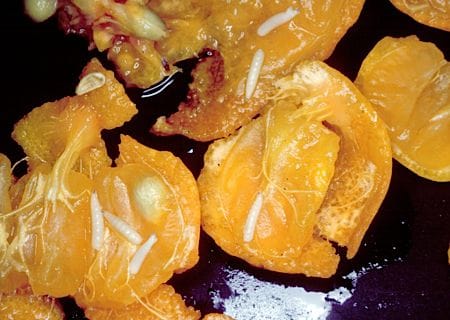Obst mit Larven von Fruchtfliegen