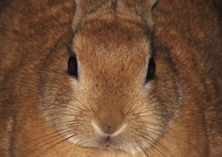 Kaninchen