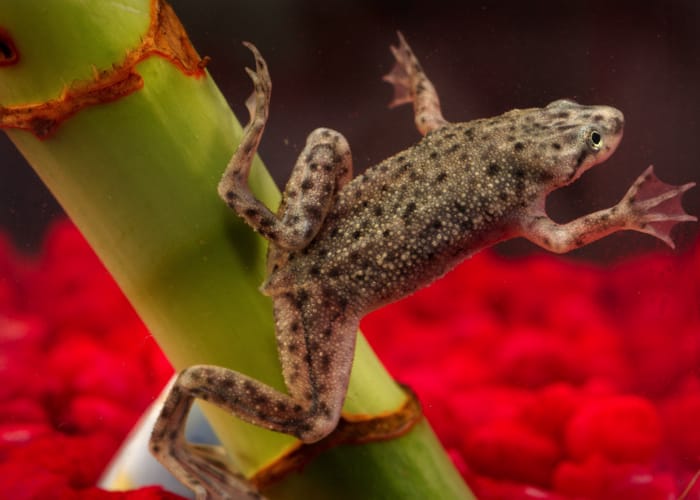 Zwergknallenfrosch Zwergknallenfrosch