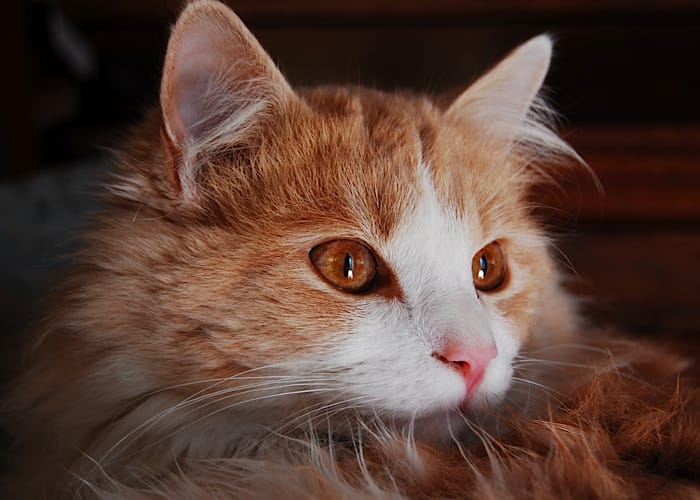 Katze Zweifarbige Katze