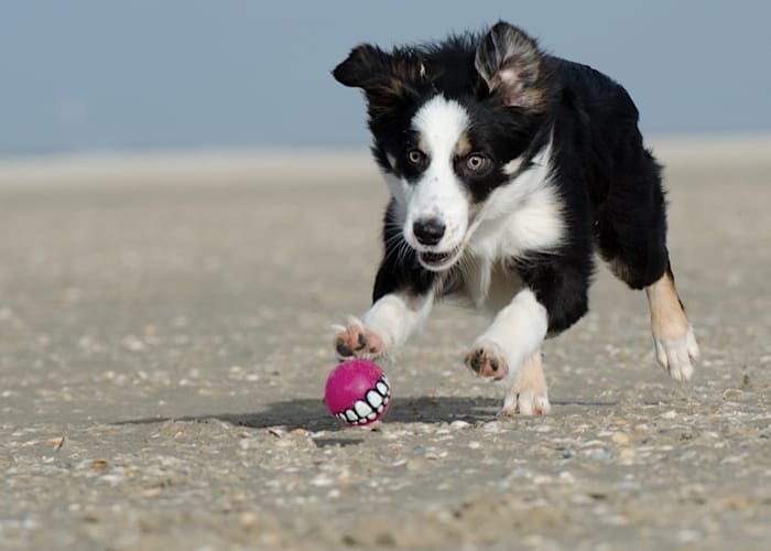 Spielender Hund Spielender Hund