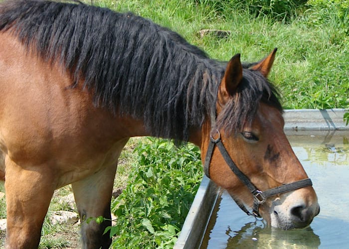 Trinkendes Pferd