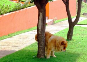 Dog marks its territory