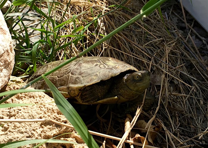 Schildkröte Schildkröte