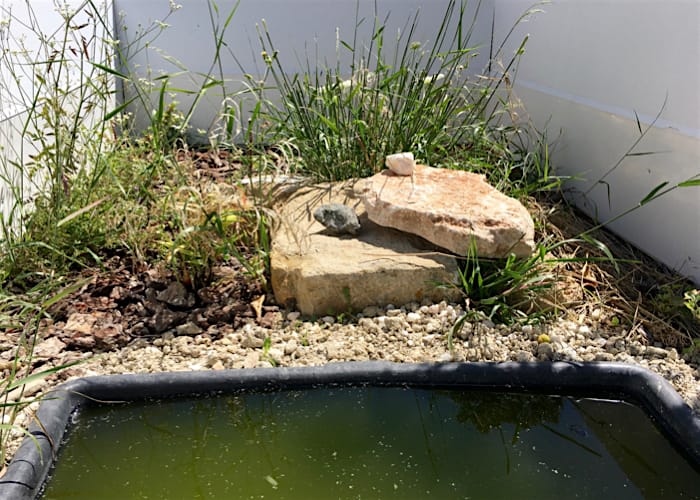 Schildkrötengehege Schildkrötengehege
