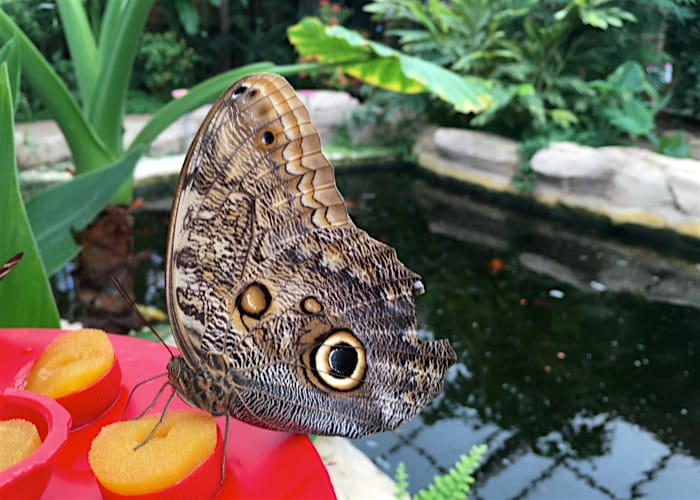 Bananenfalter auf roter Blume