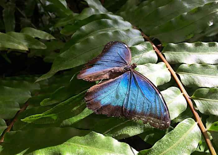Blauer Morphofalter Blauer Morphofalter auf Blatt